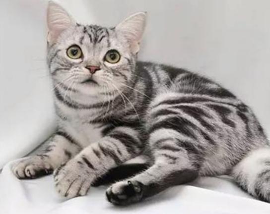 十大最粘人的貓排名,布偶貓性格文靜、蘇格蘭折耳貓服從性強(qiáng) 十大最粘人的貓排名,布偶貓性格文靜、蘇格蘭折耳貓服從性強(qiáng)