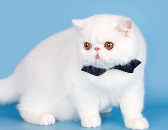 十大最粘人的貓排名,布偶貓性格文靜、蘇格蘭折耳貓服從性強(qiáng) 十大最粘人的貓排名,布偶貓性格文靜、蘇格蘭折耳貓服從性強(qiáng)