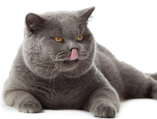 十大最粘人的貓排名,布偶貓性格文靜、蘇格蘭折耳貓服從性強(qiáng) 十大最粘人的貓排名,布偶貓性格文靜、蘇格蘭折耳貓服從性強(qiáng)