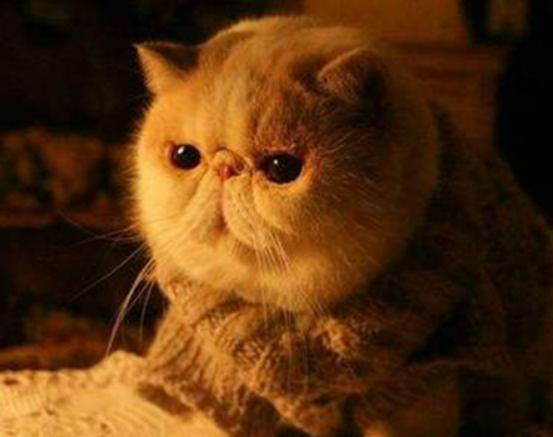 十大最粘人的貓排名,布偶貓性格文靜、蘇格蘭折耳貓服從性強(qiáng) 十大最粘人的貓排名,布偶貓性格文靜、蘇格蘭折耳貓服從性強(qiáng)