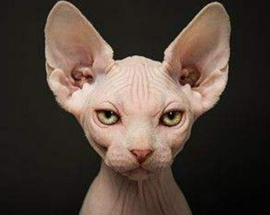 十大最粘人的貓排名,布偶貓性格文靜、蘇格蘭折耳貓服從性強(qiáng) 十大最粘人的貓排名,布偶貓性格文靜、蘇格蘭折耳貓服從性強(qiáng)