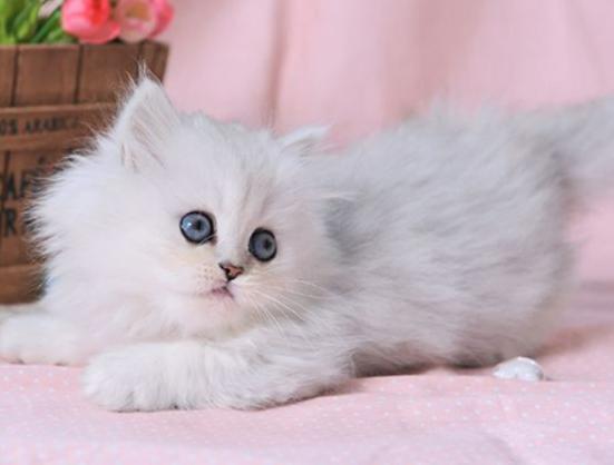 十大最粘人的貓排名,布偶貓性格文靜、蘇格蘭折耳貓服從性強(qiáng) 十大最粘人的貓排名,布偶貓性格文靜、蘇格蘭折耳貓服從性強(qiáng)