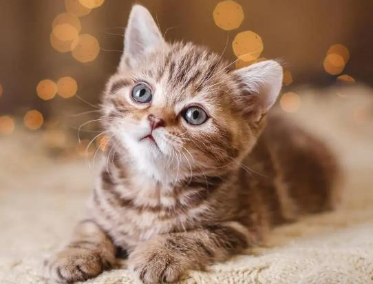 С؈��ʺ����ʲôԭ����С؈ιʳҪ���r������