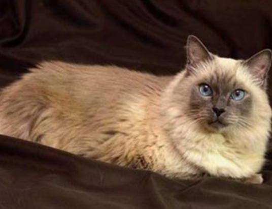 世界十大最不掉毛的貓排名,孟買貓毛發柔軟、德文卷毛貓容易打理 世界十大最不掉毛的貓排名,孟買貓毛發柔軟、德文卷毛貓容易打理