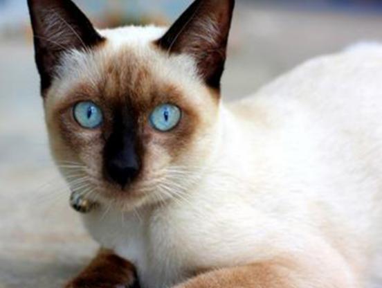 世界十大最不掉毛的貓排名,孟買貓毛發柔軟、德文卷毛貓容易打理 世界十大最不掉毛的貓排名,孟買貓毛發柔軟、德文卷毛貓容易打理