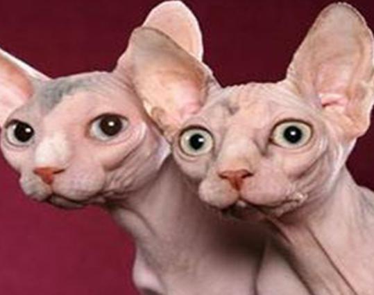 世界十大最不掉毛的貓排名,孟買貓毛發柔軟、德文卷毛貓容易打理 世界十大最不掉毛的貓排名,孟買貓毛發柔軟、德文卷毛貓容易打理