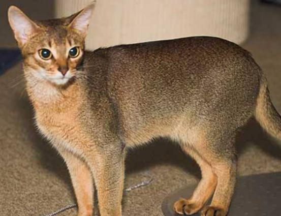 世界十大最不掉毛的貓排名,孟買貓毛發柔軟、德文卷毛貓容易打理 世界十大最不掉毛的貓排名,孟買貓毛發柔軟、德文卷毛貓容易打理