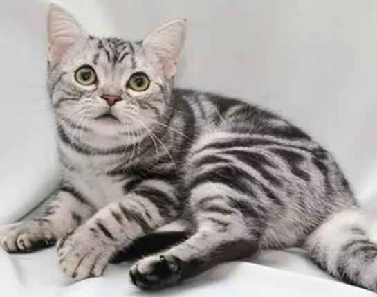 世界十大最不掉毛的貓排名,孟買貓毛發柔軟、德文卷毛貓容易打理 世界十大最不掉毛的貓排名,孟買貓毛發柔軟、德文卷毛貓容易打理