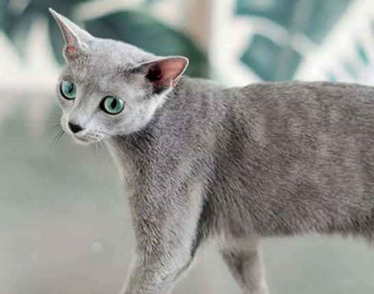 世界十大最不掉毛的貓排名,孟買貓毛發柔軟、德文卷毛貓容易打理 世界十大最不掉毛的貓排名,孟買貓毛發柔軟、德文卷毛貓容易打理