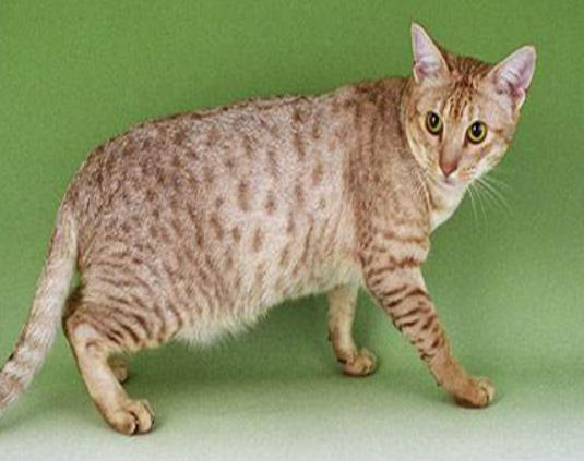 世界十大最不掉毛的貓排名,孟買貓毛發柔軟、德文卷毛貓容易打理 世界十大最不掉毛的貓排名,孟買貓毛發柔軟、德文卷毛貓容易打理