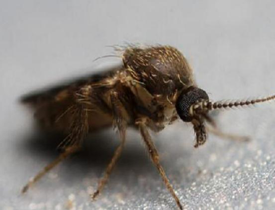 十大吸血昆蟲排名,錐蝽丑陋又龐大、蚊子是傳染性疾病的中間宿主 十大吸血昆蟲排名,錐蝽丑陋又龐大、蚊子是傳染性疾病的中間宿主