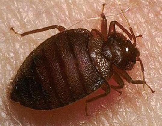 十大吸血昆蟲排名,錐蝽丑陋又龐大、蚊子是傳染性疾病的中間宿主 十大吸血昆蟲排名,錐蝽丑陋又龐大、蚊子是傳染性疾病的中間宿主