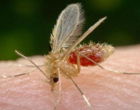 十大吸血昆蟲排名,錐蝽丑陋又龐大、蚊子是傳染性疾病的中間宿主 十大吸血昆蟲排名,錐蝽丑陋又龐大、蚊子是傳染性疾病的中間宿主