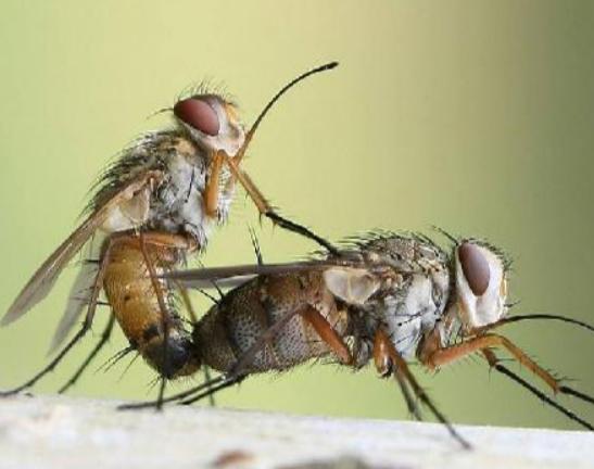 十大吸血昆蟲排名,錐蝽丑陋又龐大、蚊子是傳染性疾病的中間宿主 十大吸血昆蟲排名,錐蝽丑陋又龐大、蚊子是傳染性疾病的中間宿主