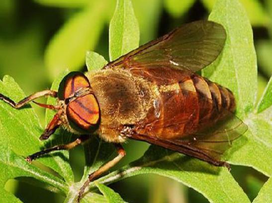 十大吸血昆蟲排名,錐蝽丑陋又龐大、蚊子是傳染性疾病的中間宿主 十大吸血昆蟲排名,錐蝽丑陋又龐大、蚊子是傳染性疾病的中間宿主