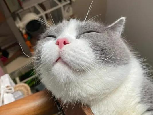 ��؈ץ���������(n��i)�����Ч����؈ҧ�˰l(f��)����ǰ�����ί���Ч��