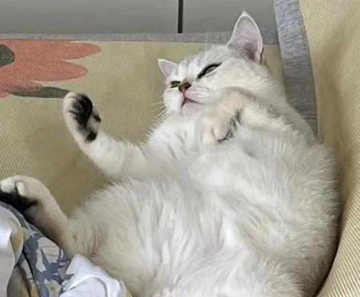 ؈�䑪����ò��ܾ��^����؈��ʲô���������ώ���