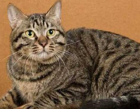 ����ʮ�����m�������B(y��ng)��؈���Ї�؂��؈��Ӣ����ë؈�O��ι�B(y��ng)