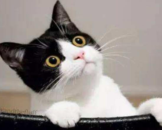 世界十大最適合新手養的貓,中國貍花貓、英國短毛貓極易喂養 世界十大最適合新手養的貓,中國貍花貓、英國短毛貓極易喂養