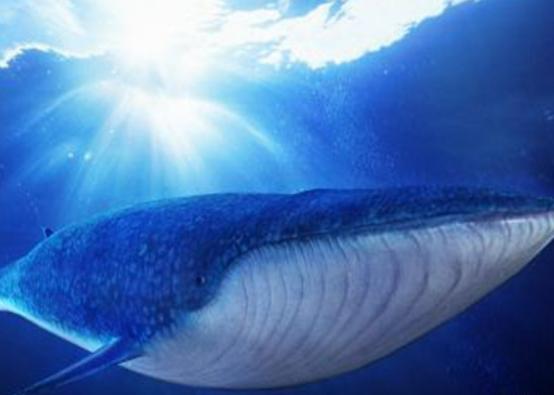 海洋10大巨型生物排行榜,獅鬃水母令人致死、藍鯨瀕臨滅絕 海洋10大巨型生物排行榜,獅鬃水母令人致死、藍鯨瀕臨滅絕