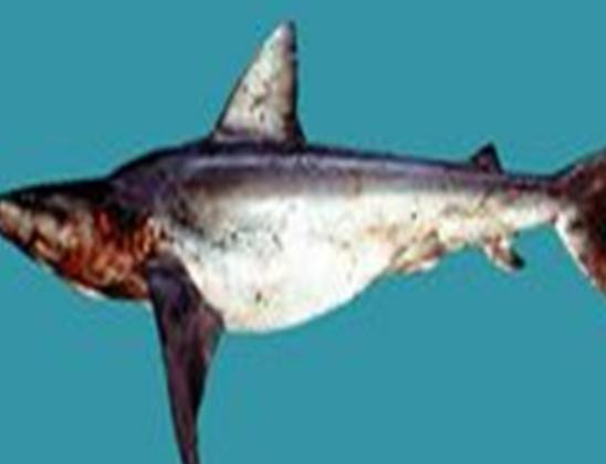 海洋10大巨型生物排行榜,獅鬃水母令人致死、藍鯨瀕臨滅絕 海洋10大巨型生物排行榜,獅鬃水母令人致死、藍鯨瀕臨滅絕