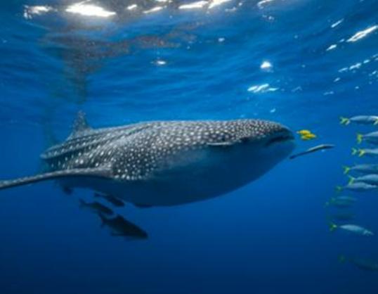 海洋10大巨型生物排行榜,獅鬃水母令人致死、藍鯨瀕臨滅絕 海洋10大巨型生物排行榜,獅鬃水母令人致死、藍鯨瀕臨滅絕