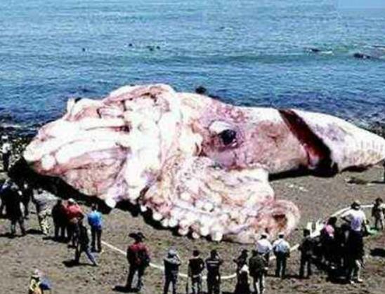 海洋10大巨型生物排行榜,獅鬃水母令人致死、藍鯨瀕臨滅絕 海洋10大巨型生物排行榜,獅鬃水母令人致死、藍鯨瀕臨滅絕