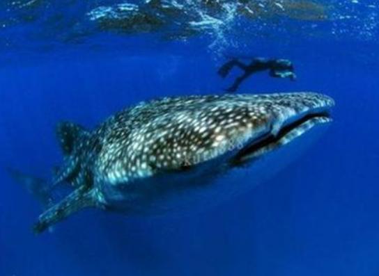 海洋10大巨型生物排行榜,獅鬃水母令人致死、藍鯨瀕臨滅絕 海洋10大巨型生物排行榜,獅鬃水母令人致死、藍鯨瀕臨滅絕