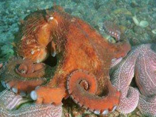 海洋10大巨型生物排行榜,獅鬃水母令人致死、藍鯨瀕臨滅絕 海洋10大巨型生物排行榜,獅鬃水母令人致死、藍鯨瀕臨滅絕