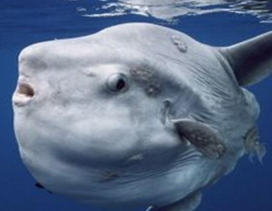 海洋10大巨型生物排行榜,獅鬃水母令人致死、藍鯨瀕臨滅絕 海洋10大巨型生物排行榜,獅鬃水母令人致死、藍鯨瀕臨滅絕