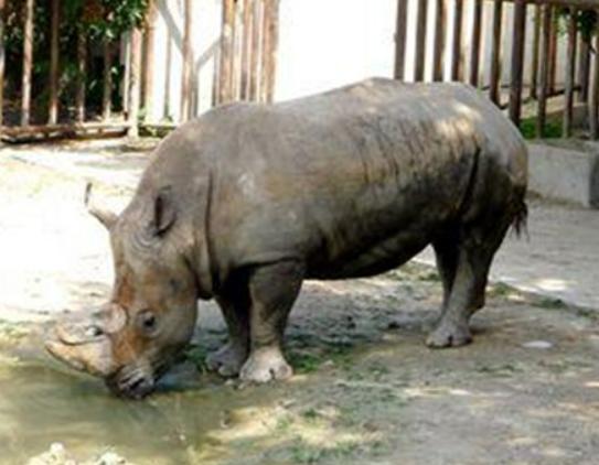 地球陸地10大巨型生物排行榜,非洲象戰斗力不錯、河馬嘴巴巨大 地球陸地10大巨型生物排行榜,非洲象戰斗力不錯、河馬嘴巴巨大