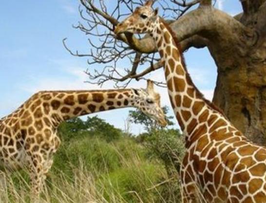 地球陸地10大巨型生物排行榜,非洲象戰斗力不錯、河馬嘴巴巨大 地球陸地10大巨型生物排行榜,非洲象戰斗力不錯、河馬嘴巴巨大