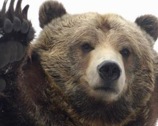 地球陸地10大巨型生物排行榜,非洲象戰斗力不錯、河馬嘴巴巨大 地球陸地10大巨型生物排行榜,非洲象戰斗力不錯、河馬嘴巴巨大