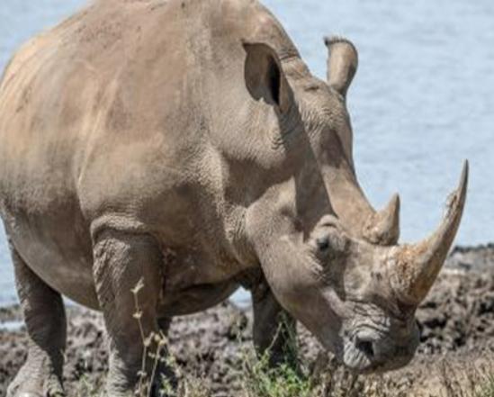 地球陸地10大巨型生物排行榜,非洲象戰斗力不錯、河馬嘴巴巨大 地球陸地10大巨型生物排行榜,非洲象戰斗力不錯、河馬嘴巴巨大