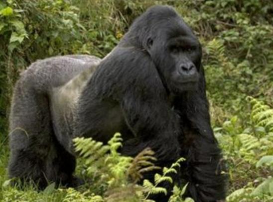 地球陸地10大巨型生物排行榜,非洲象戰斗力不錯、河馬嘴巴巨大 地球陸地10大巨型生物排行榜,非洲象戰斗力不錯、河馬嘴巴巨大