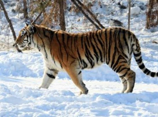 地球陸地10大巨型生物排行榜,非洲象戰斗力不錯、河馬嘴巴巨大 地球陸地10大巨型生物排行榜,非洲象戰斗力不錯、河馬嘴巴巨大