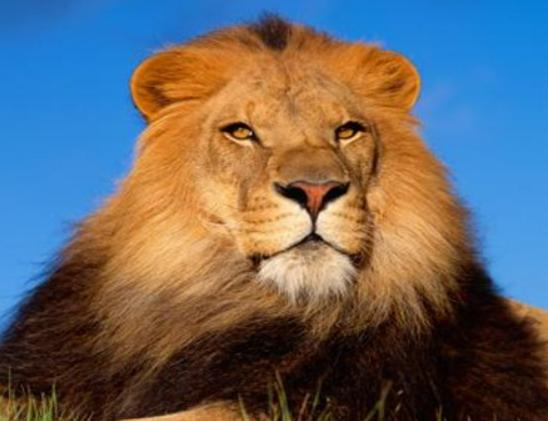 地球陸地10大巨型生物排行榜,非洲象戰斗力不錯、河馬嘴巴巨大 地球陸地10大巨型生物排行榜,非洲象戰斗力不錯、河馬嘴巴巨大