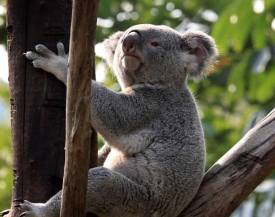 全球最呆萌動(dòng)物排行榜,龍貓被刻畫為動(dòng)漫角色、考拉一整天都在睡覺 全球最呆萌動(dòng)物排行榜,龍貓被刻畫為動(dòng)漫角色、考拉一整天都在睡覺