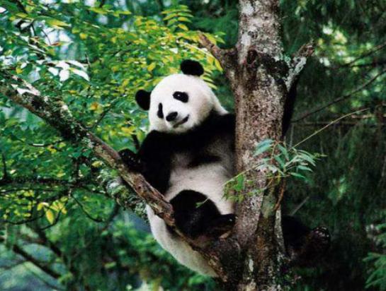 全球最呆萌動(dòng)物排行榜,龍貓被刻畫為動(dòng)漫角色、考拉一整天都在睡覺 全球最呆萌動(dòng)物排行榜,龍貓被刻畫為動(dòng)漫角色、考拉一整天都在睡覺