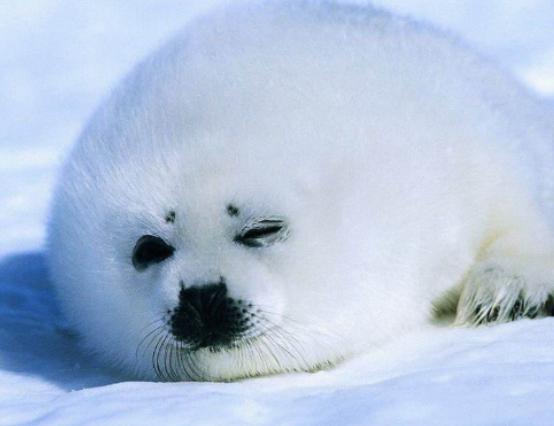 全球最呆萌動(dòng)物排行榜,龍貓被刻畫為動(dòng)漫角色、考拉一整天都在睡覺 全球最呆萌動(dòng)物排行榜,龍貓被刻畫為動(dòng)漫角色、考拉一整天都在睡覺