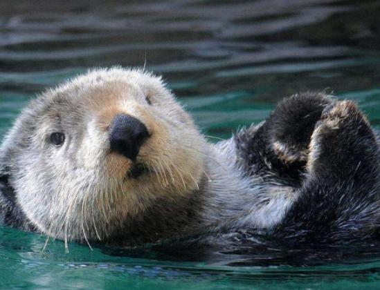 全球最呆萌動(dòng)物排行榜,龍貓被刻畫為動(dòng)漫角色、考拉一整天都在睡覺 全球最呆萌動(dòng)物排行榜,龍貓被刻畫為動(dòng)漫角色、考拉一整天都在睡覺