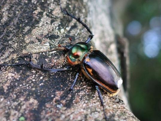 ȫ��ʮ����ϡ���x(ch��ng)���а�����Ϭ�����Ը���ľ�^���ʱ۽��������ɫ