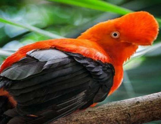 世界十大最奇特的鳥排名,超級天堂鳥有特色、薩克森極樂鳥很漂亮 世界十大最奇特的鳥排名,超級天堂鳥有特色、薩克森極樂鳥很漂亮