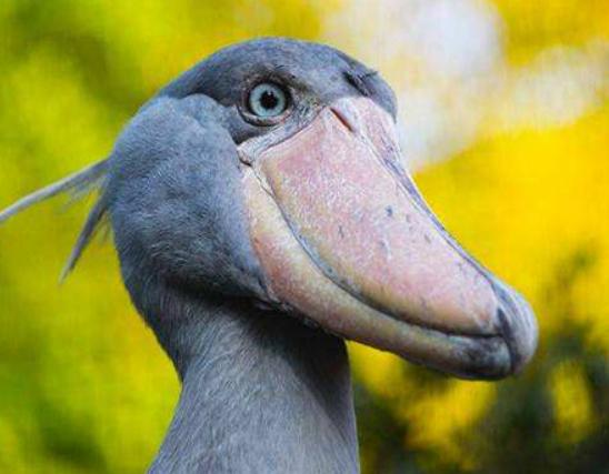 世界十大最奇特的鳥排名,超級天堂鳥有特色、薩克森極樂鳥很漂亮 世界十大最奇特的鳥排名,超級天堂鳥有特色、薩克森極樂鳥很漂亮