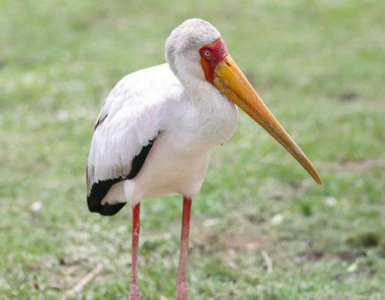 世界十大最奇特的鳥排名,超級天堂鳥有特色、薩克森極樂鳥很漂亮 世界十大最奇特的鳥排名,超級天堂鳥有特色、薩克森極樂鳥很漂亮