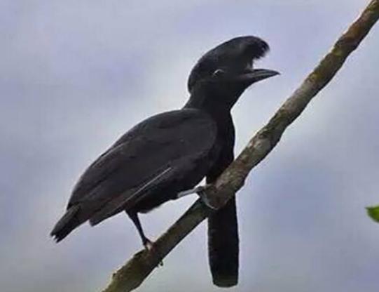 世界十大最奇特的鳥排名,超級天堂鳥有特色、薩克森極樂鳥很漂亮 世界十大最奇特的鳥排名,超級天堂鳥有特色、薩克森極樂鳥很漂亮