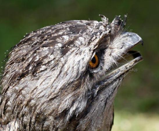 世界十大最奇特的鳥排名,超級天堂鳥有特色、薩克森極樂鳥很漂亮 世界十大最奇特的鳥排名,超級天堂鳥有特色、薩克森極樂鳥很漂亮