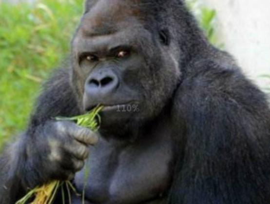 世界十大最聰明的動物,大猩猩會直立行走、猩猩性情非常溫順 世界十大最聰明的動物,大猩猩會直立行走、猩猩性情非常溫順