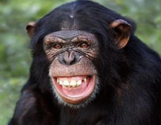 世界十大最聰明的動物,大猩猩會直立行走、猩猩性情非常溫順 世界十大最聰明的動物,大猩猩會直立行走、猩猩性情非常溫順