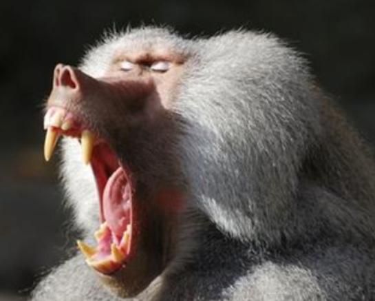 世界十大最聰明的動物,大猩猩會直立行走、猩猩性情非常溫順 世界十大最聰明的動物,大猩猩會直立行走、猩猩性情非常溫順